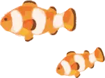 クマノミ