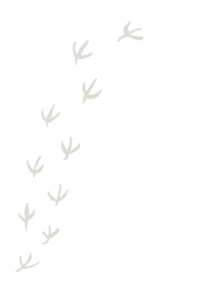 足跡