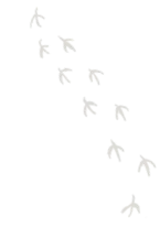 足跡5