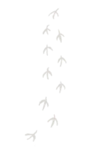足跡5