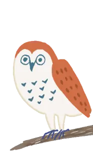 フクロウ