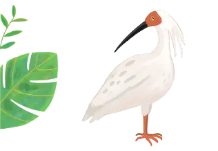 タコとヒトデ