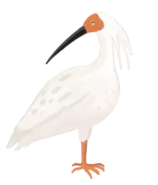 とき