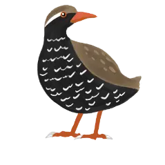 ヤンバルクイナ