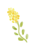 黄色い花